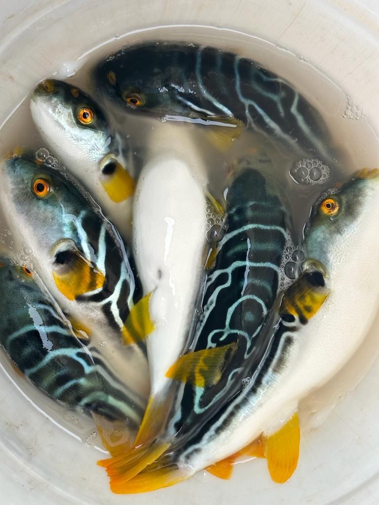 Рыба макарукус фото