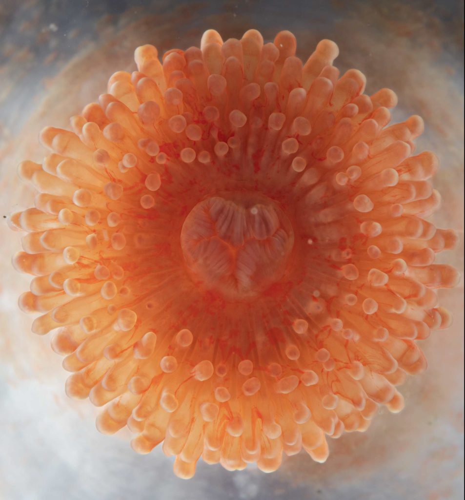 Актиния Capnea tokranovi