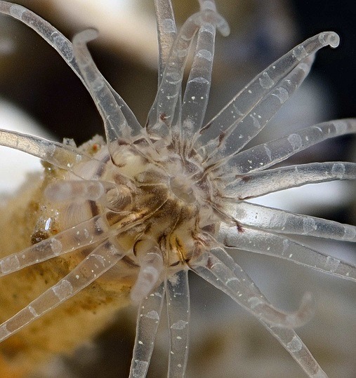 Актиния Edwardsianthus vostok